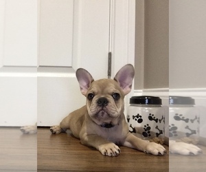 French Bulldog Puppy for sale in GILBERT, SC, USA