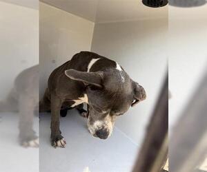 Staffordshire Bull Terrier Dogs for adoption in Houston, TX, USA