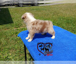 Small Photo #5 Australian Shepherd Puppy For Sale in BLAND, VA, USA