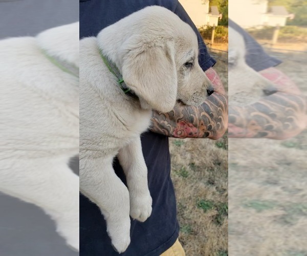 Medium Photo #4 Labrador Retriever Puppy For Sale in OLYMPIA, WA, USA