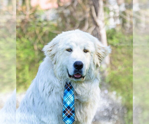 Medium Photo #1 Great Pyrenees Puppy For Sale in Unionville, PA, USA