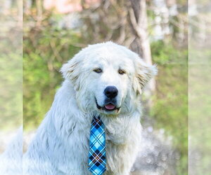 Great Pyrenees Dogs for adoption in Unionville, PA, USA