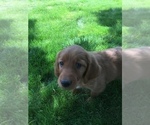 Small Photo #9 Irish Doodle Puppy For Sale in NAMPA, ID, USA
