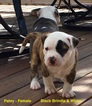Puppy 5 American Pit Bull Terrier