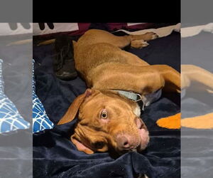 Scooby - Male American Staffordshire Terrier-Unknown Mix Dog for Adoption - Photo #6
