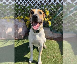 Mutt Dogs for adoption in Oklahoma City, OK, USA