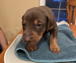 Doberman Pinscher Puppy for sale in PECK, KS, USA