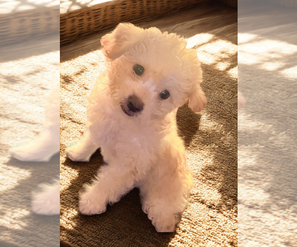 Medium Photo #4 Maltipoo (Miniature) Puppy For Sale in San Diego, CA, USA