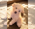 Small #3 Maltipoo (Miniature)