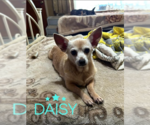 Small #3 Chihuahua Mix
