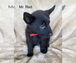 Small #14 German Shepherd Dog