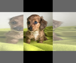 Dachshund Puppy for sale in NILES, MI, USA