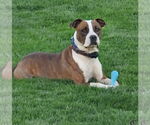 Small #12 American Pit Bull Terrier Mix