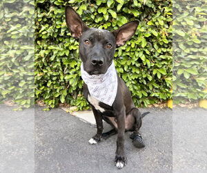 American Pit Bull Terrier-Unknown Mix Dogs for adoption in Corona, CA, USA