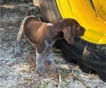 Puppy 6 Big Boy German Shorthaired Pointer-German Wirehaired Pointer Mix