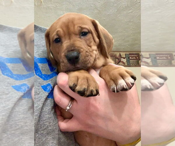 Medium Photo #2 American Foxhound-Catahoula Leopard Dog Mix Puppy For Sale in Aurora, IN, USA
