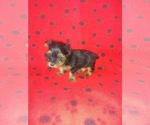Yorkshire Terrier Puppy for sale in LAPEER, MI, USA