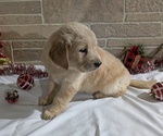 Puppy Bea Golden Retriever