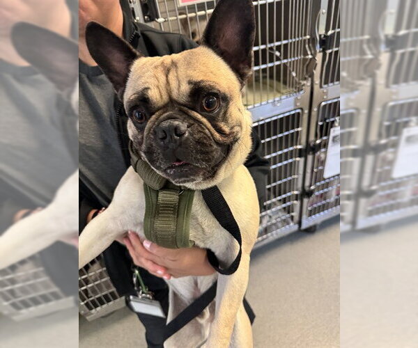 Medium Photo #1 Pug Puppy For Sale in Rancho Cucamonga, CA, USA