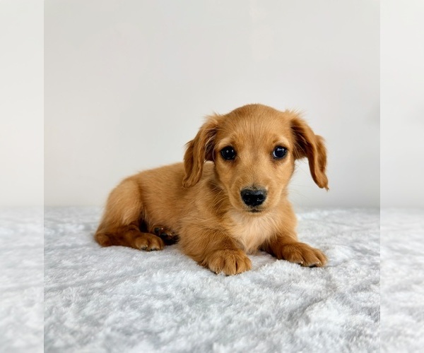Medium Photo #1 Dachshund Puppy For Sale in GREENFIELD, IN, USA