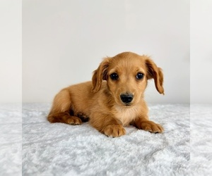 Dachshund Puppy for sale in GREENFIELD, IN, USA