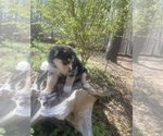Small Photo #35 Australian Shepherd Puppy For Sale in FARMVILLE, VA, USA