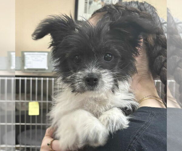 Medium Photo #1 Shih Tzu-Unknown Mix Puppy For Sale in Martinsburg, WV, USA