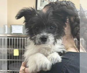 Shih Tzu-Unknown Mix Dogs for adoption in Martinsburg, WV, USA