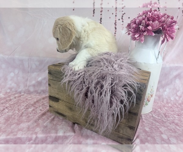 Medium Photo #34 Aussie-Poo-Goldendoodle Mix Puppy For Sale in COMMERCE, MI, USA