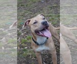 Small #3 American Pit Bull Terrier Mix