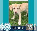Small #2 Labrador Retriever Mix