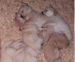 Small Photo #12 Golden Retriever Puppy For Sale in CITRUS HEIGHTS, CA, USA