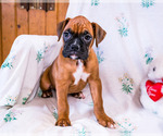 Small Photo #6 Boxer Puppy For Sale in WAKARUSA, IN, USA