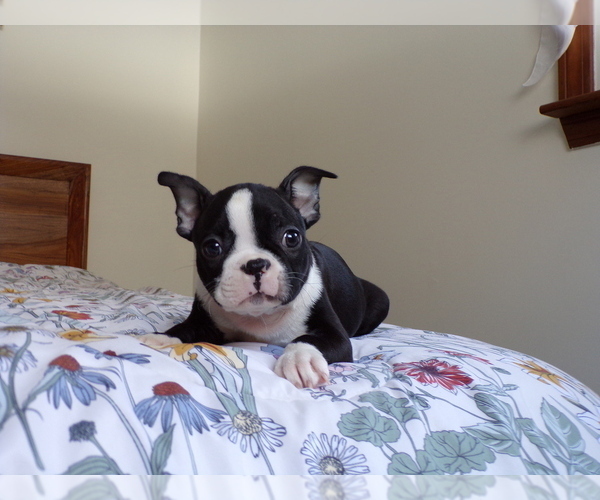 Medium Photo #4 Boston Terrier Puppy For Sale in MONROE, NH, USA