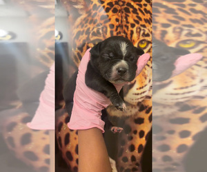 Medium American Bully
