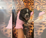 Puppy Puppy 9 American Bully
