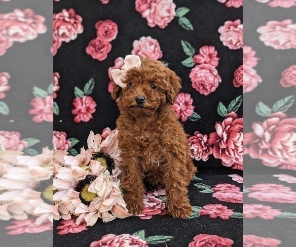 Medium Photo #2 Poodle (Toy) Puppy For Sale in KIRKWOOD, PA, USA
