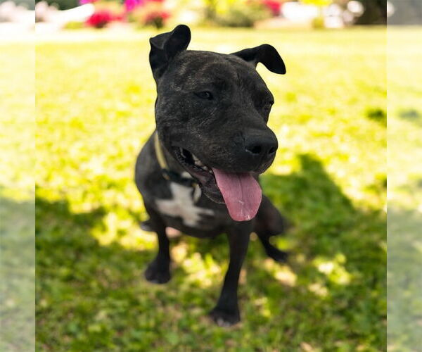 Medium Photo #3 American Pit Bull Terrier-Unknown Mix Puppy For Sale in Oakhurst, NJ, USA