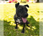 Small #2 American Pit Bull Terrier Mix