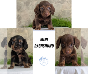 Dachshund Puppy for sale in GOSHEN, IN, USA