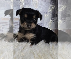 Yorkshire Terrier Puppy for Sale in HUDDLESTON, Virginia USA