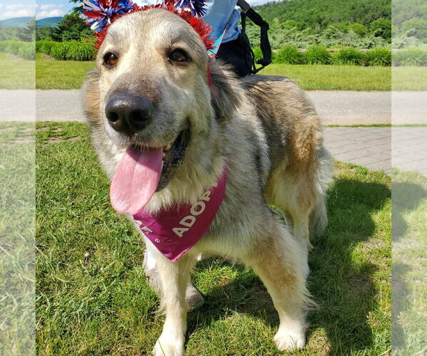 Medium Photo #5 Great Pyrenees-Unknown Mix Puppy For Sale in Croydon, NH, USA