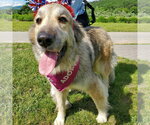 Small #4 Great Pyrenees Mix