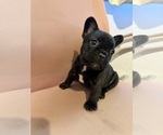 Small #2 French Bulldog