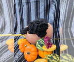 Small #4 Poodle (Miniature)