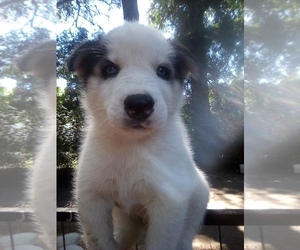 Siberian Husky Puppy for sale in FLORENCE, SC, USA