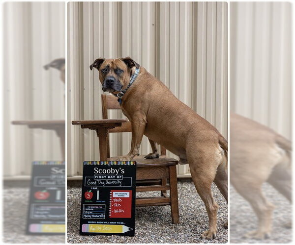 Medium Photo #3 Mutt Puppy For Sale in Ames, IA, USA
