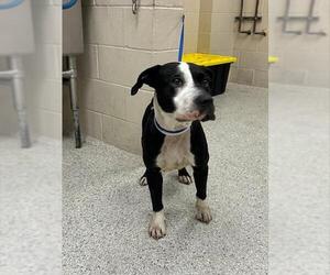 American Pit Bull Terrier-Unknown Mix Dogs for adoption in Conroe, TX, USA