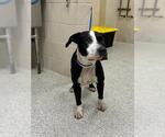 Small American Pit Bull Terrier Mix