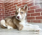 Small Photo #9 Siberian Husky Puppy For Sale in CO SPGS, CO, USA